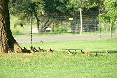 0483-Reis Zuid-Afrika2007